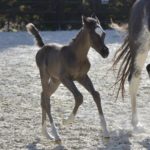 01 PHANATIK COLOMBIERE - Poulain cheval à vendre - Demi-Sang Arabe DSA 98.5% - Haras La Colombiere - Marina DELVIL