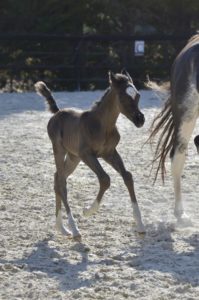 01 PHANATIK COLOMBIERE - Poulain cheval à vendre - Demi-Sang Arabe DSA 98.5% - Haras La Colombiere - Marina DELVIL