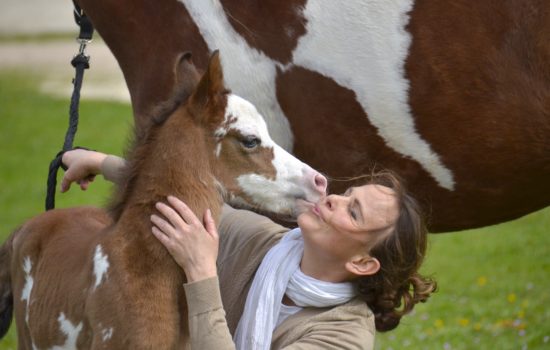 QUAPUCINE COLOMBIERE - Pouliche DSA Arabe - Marina DELVIL - ELEVAGE chevaux - Haras La Colombiere - 01