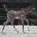 03 PHANATIK COLOMBIERE - Poulain cheval à vendre - Demi-Sang Arabe DSA 98.5% - Haras La Colombiere - Marina DELVIL