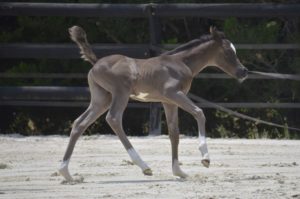 03 PHANATIK COLOMBIERE - Poulain cheval à vendre - Demi-Sang Arabe DSA 98.5% - Haras La Colombiere - Marina DELVIL