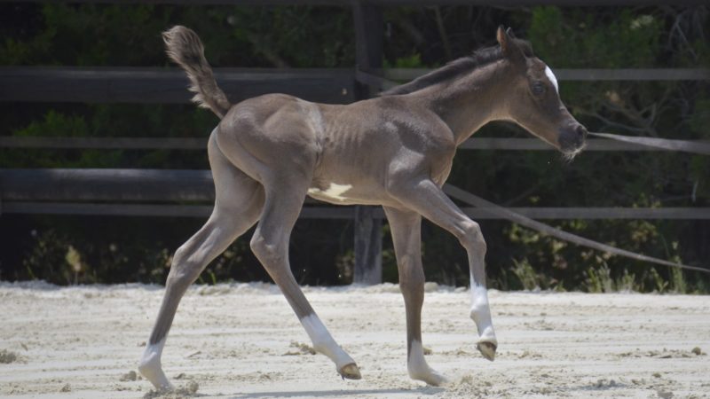 03 PHANATIK COLOMBIERE - Poulain cheval à vendre - Demi-Sang Arabe DSA 98.5% - Haras La Colombiere - Marina DELVIL