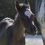 04 PHANATIK COLOMBIERE - Poulain cheval à vendre - Demi-Sang Arabe DSA 98.5% - Haras La Colombiere - Marina DELVIL