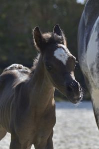 04 PHANATIK COLOMBIERE - Poulain cheval à vendre - Demi-Sang Arabe DSA 98.5% - Haras La Colombiere - Marina DELVIL