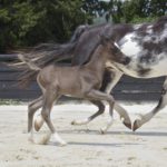 05 PHANATIK COLOMBIERE - Poulain cheval à vendre - Demi-Sang Arabe DSA 98.5% - Haras La Colombiere - Marina DELVIL
