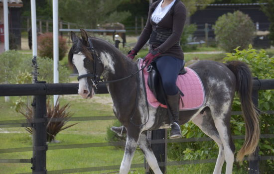 01 - NOTHING ELSE MATTERS - Etalon PSA Arabe DW19 - Poulain Cheval Arabe à vendre - Marina DELVIL - Haras La Colombiere