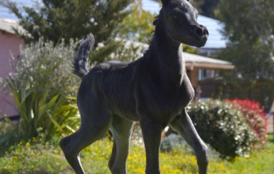 QUALYSSA - Pouliche PSA Pur-Sang Arabe noire - Marina DELVIL - Cheval Jument Arabe - Haras La Colombiere - 1