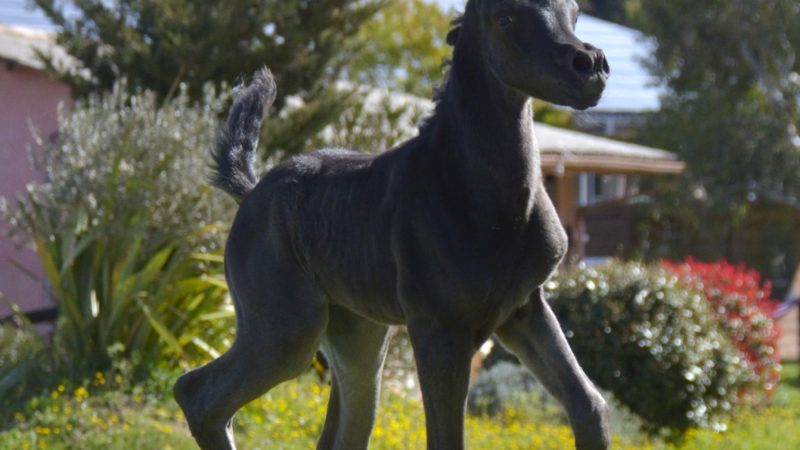 QUALYSSA - Pouliche PSA Pur-Sang Arabe noire - Marina DELVIL - Cheval Jument Arabe - Haras La Colombiere - 1