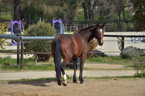 Haras La Colombiere - Equitation Moniteur Cheval Cavalier