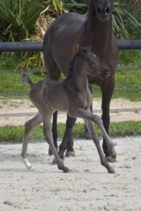 Haras La Colombiere - Poulain Pur Sang Arabe 2024 - ORLALOI 2