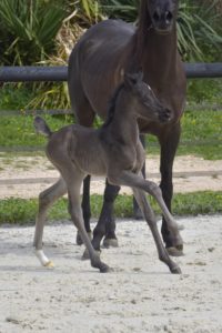 Haras La Colombiere - Poulain Pur Sang Arabe 2024 - ORLALOI 2