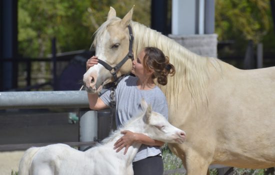 QAMELYA - Pouliche arabe DSA pie-crème - Marina DELVIL - Cheval Jument Arabe - Haras La Colombiere - 1