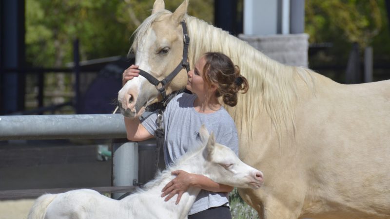 QAMELYA - Pouliche arabe DSA pie-crème - Marina DELVIL - Cheval Jument Arabe - Haras La Colombiere - 1