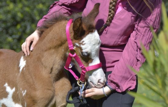 QUAPUCINE COLOMBIERE - Pouliche DSA Arabe - Marina DELVIL - ELEVAGE chevaux - Haras La Colombiere - 21