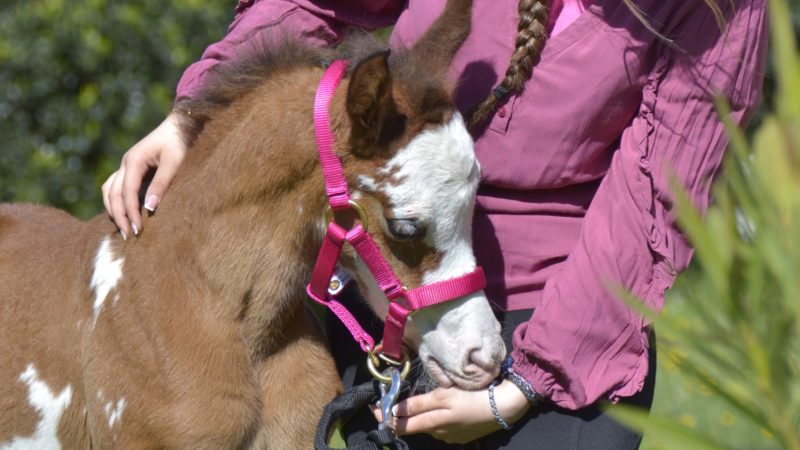 QUAPUCINE COLOMBIERE - Pouliche DSA Arabe - Marina DELVIL - ELEVAGE chevaux - Haras La Colombiere - 21