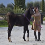 OKINAWA COLOMBIERE - Pouliche Jument Arabe DSA - Noire Homozygote - Haras La Colombiere - 15