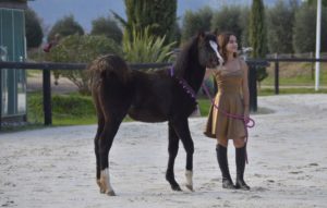 OKINAWA COLOMBIERE - Pouliche Jument Arabe DSA - Noire Homozygote - Haras La Colombiere - 15