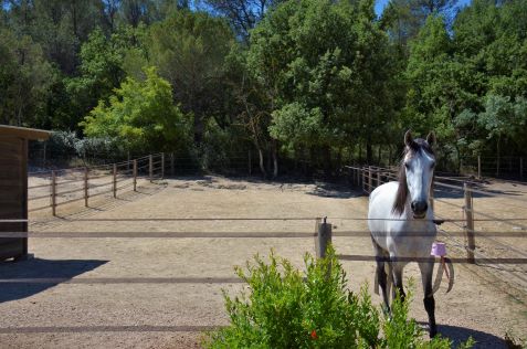 Haras La Colombiere - Parcs à chevaux, pension
