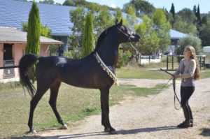 Hamnesia Colombiere - Etalon PSA - Elevage Pur-Sang Arabe Noir Homozygote - Haras La Colombiere - 1 - Marina DELVIL