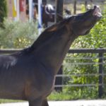 Hamnesia Colombiere - Etalon PSA - Elevage Pur-Sang Arabe Noir Homozygote - Haras La Colombiere - 3
