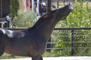 Hamnesia Colombiere - Etalon PSA - Elevage Pur-Sang Arabe Noir Homozygote - Haras La Colombiere - 3