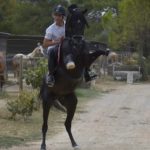 Hamnesia Colombiere - Etalon PSA - Elevage Pur-Sang Arabe Noir Homozygote - Haras La Colombiere - 4 - Marina DELVIL
