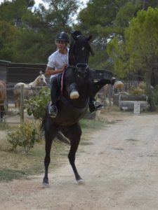 Hamnesia Colombiere - Etalon PSA - Elevage Pur-Sang Arabe Noir Homozygote - Haras La Colombiere - 4 - Marina DELVIL