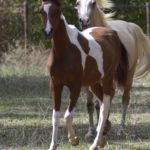 PAINTED MANILA - DSA cheval demi-sang arabe - Pouliche - Haras La Colombiere 3