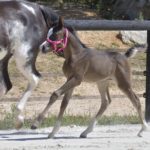 OKINAWA COLOMBIERE - Pouliche Jument Arabe DSA - Noire Homozygote - Haras La Colombiere - 8
