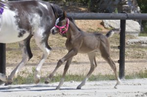 OKINAWA COLOMBIERE - Pouliche Jument Arabe DSA - Noire Homozygote - Haras La Colombiere - 8