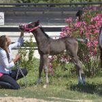 OKINAWA COLOMBIERE - Pouliche Jument Arabe DSA - Noire Homozygote - Haras La Colombiere - 9