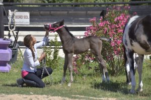 OKINAWA COLOMBIERE - Pouliche Jument Arabe DSA - Noire Homozygote - Haras La Colombiere - 9