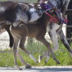 OKINAWA COLOMBIERE - Pouliche Jument Arabe DSA - Noire Homozygote - Haras La Colombiere - 6