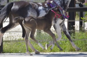 OKINAWA COLOMBIERE - Pouliche Jument Arabe DSA - Noire Homozygote - Haras La Colombiere - 6