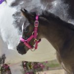 OKINAWA COLOMBIERE - Pouliche Jument Arabe DSA - Noire Homozygote - Haras La Colombiere - 7