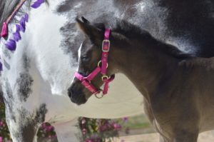 OKINAWA COLOMBIERE - Pouliche Jument Arabe DSA - Noire Homozygote - Haras La Colombiere - 7