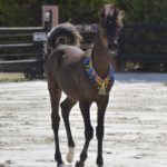 ORLALOI COLOMBIERE - Poulain Pur Sang Arabe PSA - Haras La Colombiere - 52