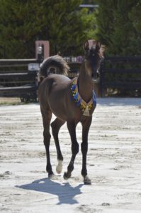 ORLALOI COLOMBIERE - Poulain Pur Sang Arabe PSA - Haras La Colombiere - 52