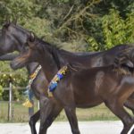 ORLALOI COLOMBIERE - Poulain Pur Sang Arabe PSA - Haras La Colombiere - 53