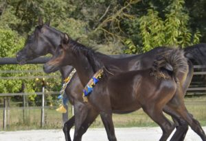 ORLALOI COLOMBIERE - Poulain Pur Sang Arabe PSA - Haras La Colombiere - 53