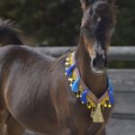 ORLALOI COLOMBIERE - Poulain Pur Sang Arabe PSA - Haras La Colombiere - 50