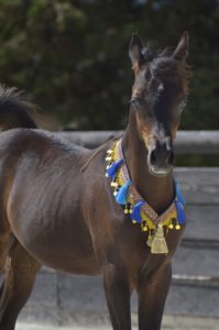 ORLALOI COLOMBIERE - Poulain Pur Sang Arabe PSA - Haras La Colombiere - 50