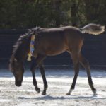 ORLALOI COLOMBIERE - Poulain Pur Sang Arabe PSA - Haras La Colombiere - 51