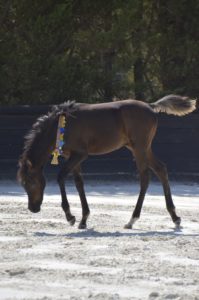 ORLALOI COLOMBIERE - Poulain Pur Sang Arabe PSA - Haras La Colombiere - 51