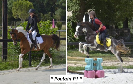 Marina DELVIL - Haras La Colombiere - Elevage Pur Sang Arabe et Demi-Sang Arabe - Painted Manila + Nothing Else Matters - Poulain 2026