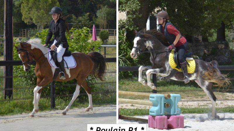 Marina DELVIL - Haras La Colombiere - Elevage Pur Sang Arabe et Demi-Sang Arabe - Painted Manila + Nothing Else Matters - Poulain 2026