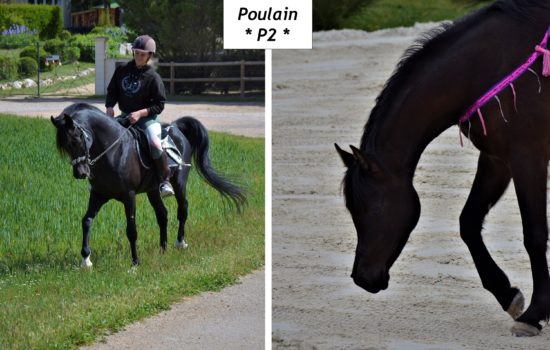 Marina DELVIL - Haras La Colombiere - Elevage Pur Sang Arabe et Demi-Sang Arabe - Ka Noon Rej + AM Magic Pascha - Poulain 2026