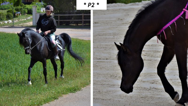 Marina DELVIL - Haras La Colombiere - Elevage Pur Sang Arabe et Demi-Sang Arabe - Ka Noon Rej + AM Magic Pascha - Poulain 2026