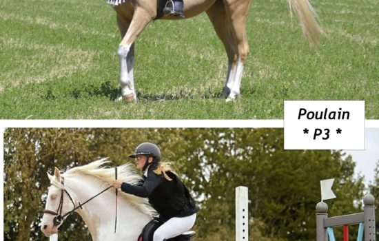 Marina DELVIL - Haras La Colombiere - Elevage Pur Sang Arabe et Demi-Sang Arabe - Galant de Corbion + Lanza Silver Fame - Poulain 2026