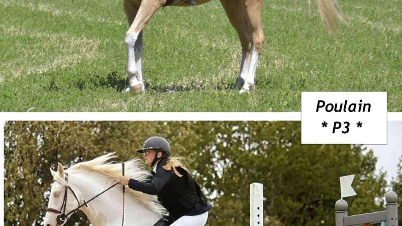 Marina DELVIL - Haras La Colombiere - Elevage Pur Sang Arabe et Demi-Sang Arabe - Galant de Corbion + Lanza Silver Fame - Poulain 2026